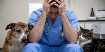 Tristeza e Exaustão: O Alto Preço de Ser Veterinário